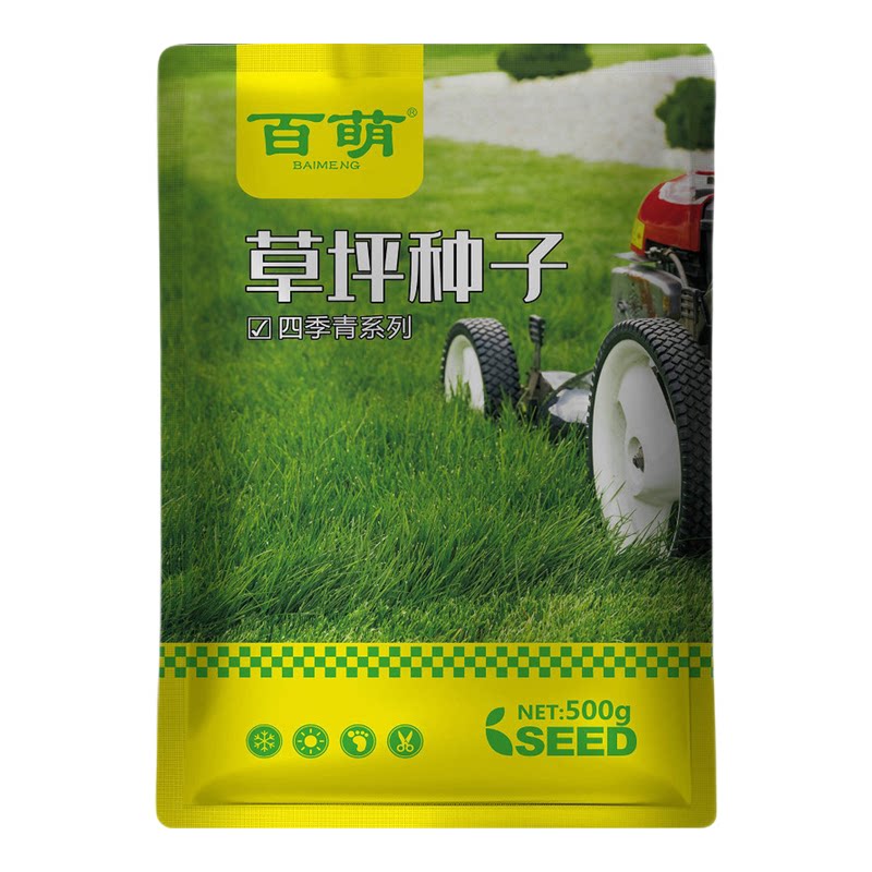 蓝标早熟禾种子四季常青别墅耐寒家庭园艺种子