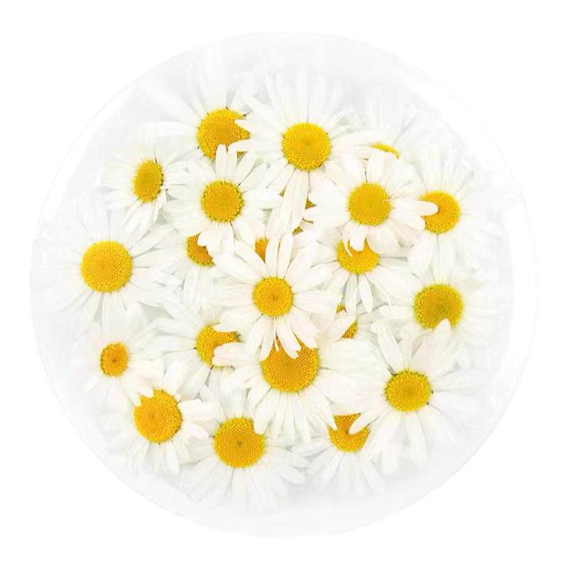 小雏菊新鲜洋甘菊50朵10g