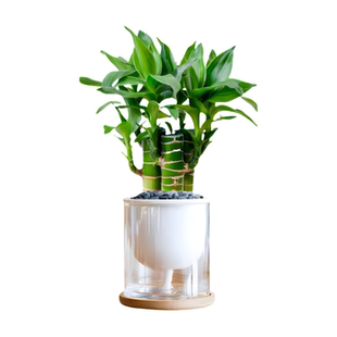 富贵竹水培植物招财竹步步高升室内办公桌转运竹懒人好养绿植盆栽