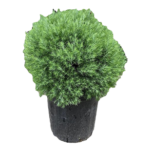 皮球松盆栽阳台室外地栽多年生耐寒耐热四季常绿松柏球花镜植物