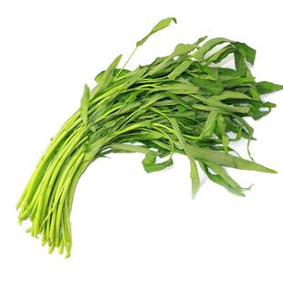 空心菜籽种种子大全四季菜苗菜籽蔬菜大叶空心菜种籽种孑农家盆栽