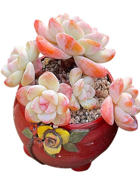 精品樱花暗纹冰玉一物一拍
