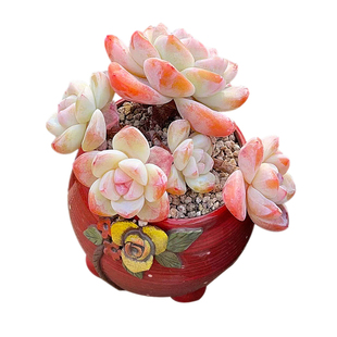 精品樱花暗纹冰玉冰透圆胖热门网红多肉植物一物一拍控养向阳派