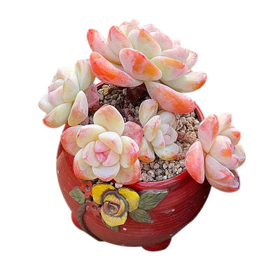 精品樱花暗纹冰玉一物一拍