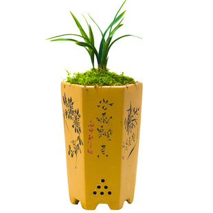 绿云兰花盆栽植物名贵春兰皇后国兰草高档兰花苗带花苞花卉矮种