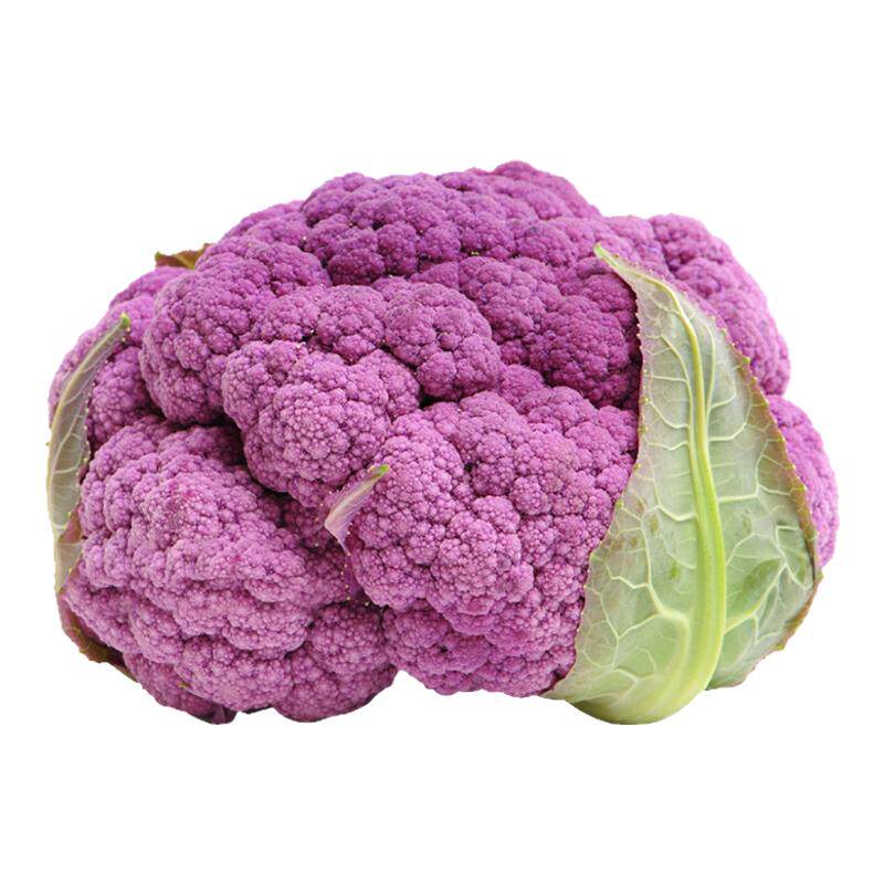 寿光紫晶花菜苗带土球四季高产