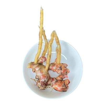 信宜深山农家新鲜风姜月子姜