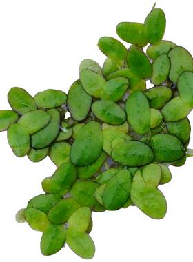 芝麻浮萍小叶萍水草水培小浮萍