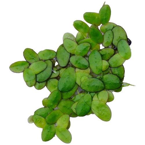 芝麻浮萍小叶萍水草喂鱼喂龟好养净化水质池塘鱼缸造景水培小浮萍