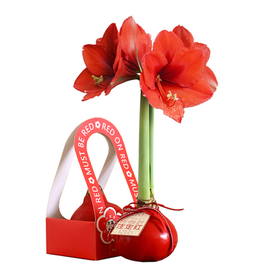 朱顶红蜡球吃空气开花的神仙植物