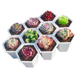 多肉植物桃蛋稀有品种热门幼儿园小盆栽绿植花卉大颗新手好养活的