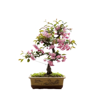 垂丝海棠花盆栽鲜花四季树苗盆景老桩花卉植物室内花绿植真花室外