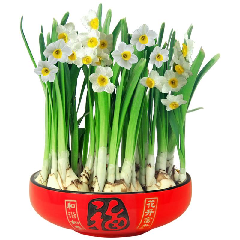 水仙花盆栽种球水养四季室内