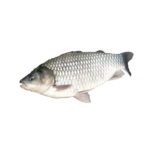 大品种黄金鲫鱼苗中科五号工程鲫湘云鲫高背淡水养殖活体大草鱼苗