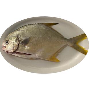 北海金鲳鱼新鲜杀好深海鱼鲜活去鳃去内脏冰鲜冷冻特大开腹金昌鱼