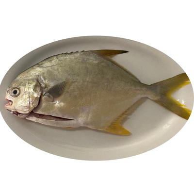 北海金鲳鱼新鲜杀好深海鱼鲜活去鳃去内脏冰鲜冷冻特大开腹金昌鱼