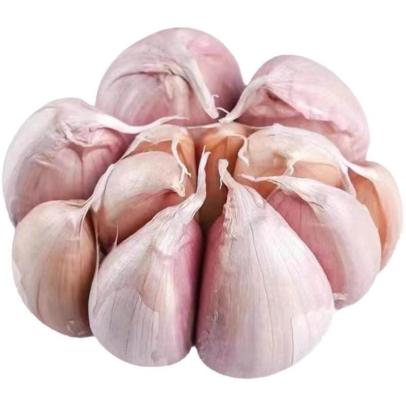 金乡大蒜回购率98%好吃不贵