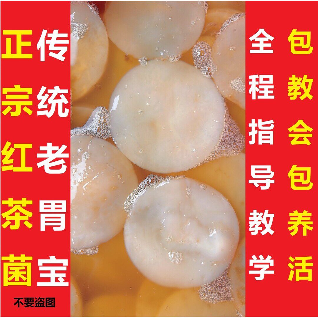 正宗传统红茶菌种醋蛾子醋宝胃宝菌种直径10cm厚5mm食用菌菌种