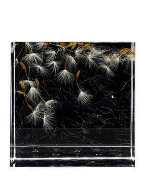 立方体植物标本亚克力桌面摆件