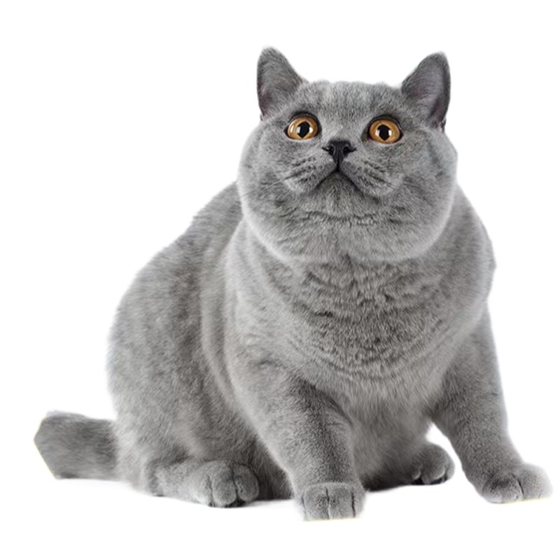专业找猫成功率高找不到不收费