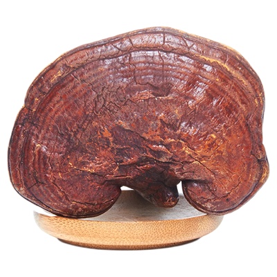 灵芝野生 正品正宗中药材长白山紫灵芝可切片打粉灵芝泡酒专用