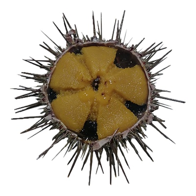 大连海鲜黄金海胆黄胆