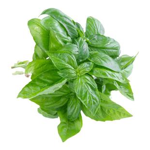 新鲜罗勒叶 食用甜罗勒叶欧罗西餐香料意面青酱披萨草调味料蔬菜