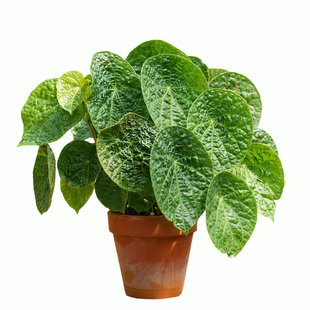 福寿秋海棠室内桌面绿植盆栽四季常青好养圆叶观叶植物蟆叶秋海棠