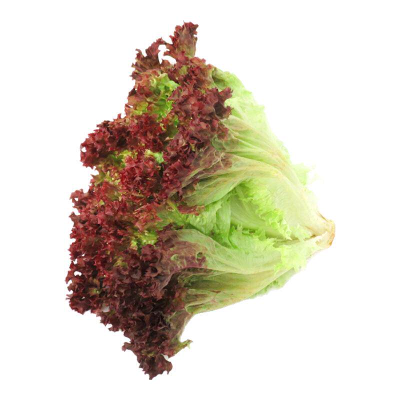 【沁蕊】新鲜红叶生菜沙拉菜500g