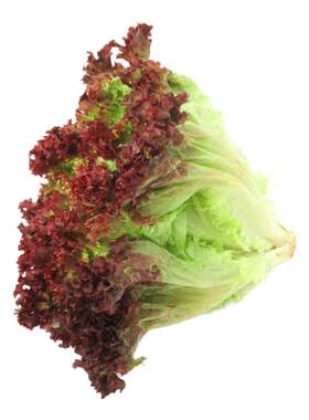 【沁蕊】新鲜红叶生菜沙拉菜500g