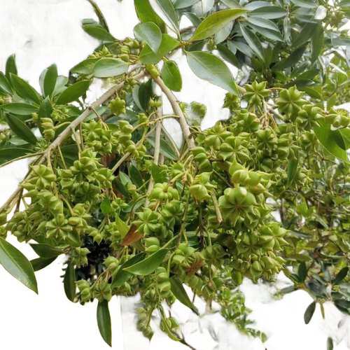 八角树树苗盆栽广西大红罗马嫁接大苗食用大料南方北方种植茴香树