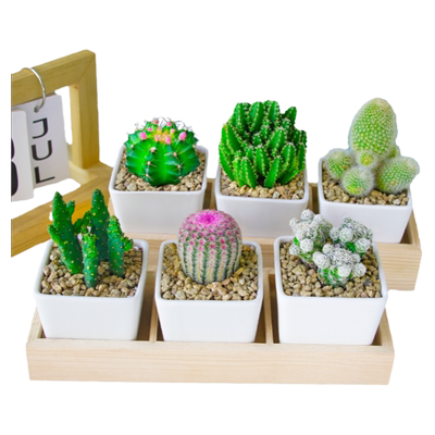 陶瓷简约多肉组合好养活