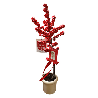 北美冬青好看的盆栽礼物