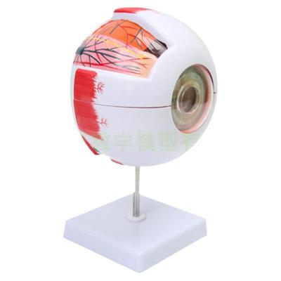 蓝蝶模型三倍六倍人体眼球解剖