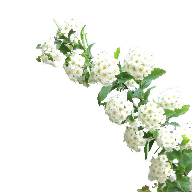 绣线菊珍珠梅菱叶绣线菊花苗多年生庭院喷雪花雪柳盆栽地栽耐寒