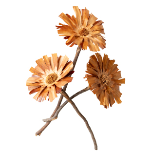 进口干花太阳花 中古风永生花太阳菊 玄关柜子摆件民宿诧寂风拍摄