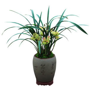 正宗紫藤三叶青苗三叶青种子茶三叶青带葫芦苗金线吊葫芦种苗包邮