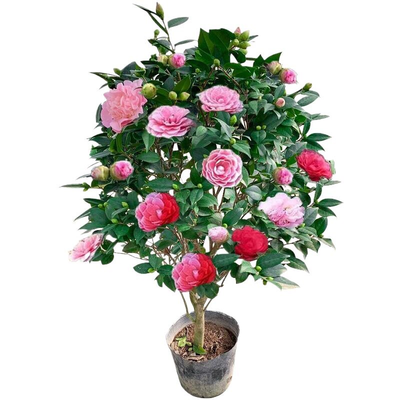 盆景大型地栽四季常青盆冬季花卉