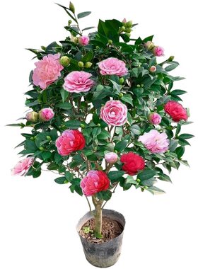 盆景大型地栽四季常青盆冬季花卉