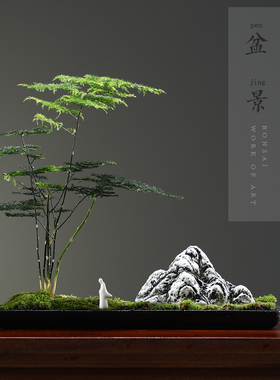 创意办公室摆件微景观文竹苔藓水培花盆景绿植客厅茶室桌面装饰品