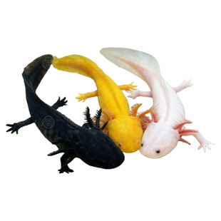 淡水冷水鱼六角恐龙鱼蝾螈观赏鱼金鱼宠物鱼苗锦鲤鱼水族宠物鱼