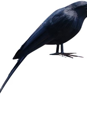 仿真乌鸦老鸹万圣节cosplay假鸟