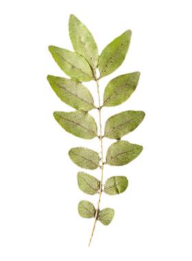 胡椒木真树叶植物标本相框蜡烛