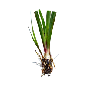 水菖蒲苗水竹庭院净化鱼缸水质古法鱼池造景养鱼装饰沼泽过滤植物