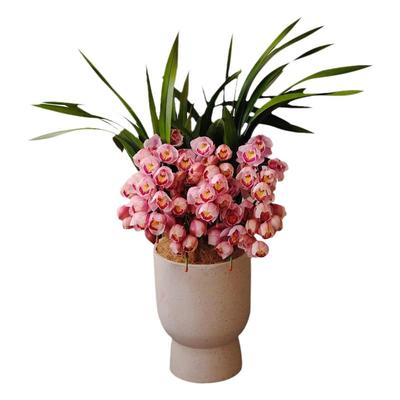 室内鲜花大花蕙兰带花苞送礼佳品