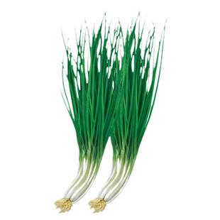 寒圣分葱种子苗小香葱种籽阳台盆栽葱苗蔬菜孑子葱种分葱葱小葱种