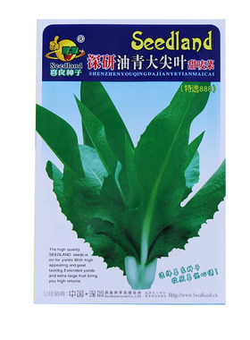 油青大尖叶甜种子蔬菜四季