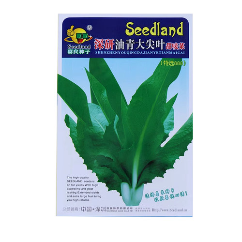 尖叶甜麦菜种子种籽蔬菜青菜籽种油麦菜四季菜种苦麦菜菜籽秧苗