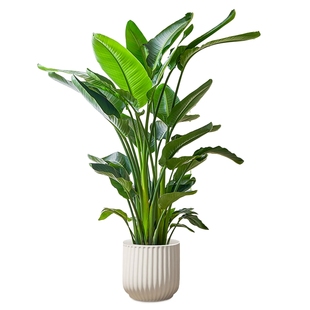 天堂鸟绿植盆栽客厅高级感大型旺宅大叶真植物四季花卉落地盆景