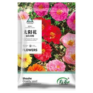 重瓣太阳花种子种籽孑子格桑花向日葵花籽花种秋天适合春天种的花
